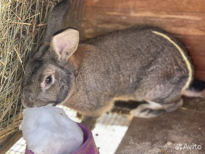 Мясо домашнего кролика