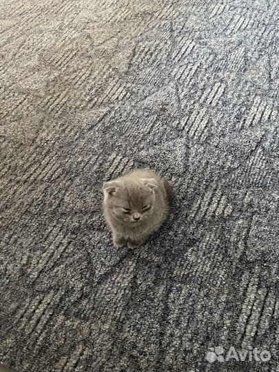 Британские котята
