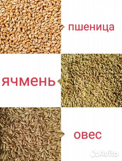 Зерно (пшеница, овес, ячмень)