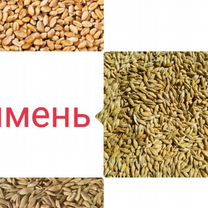 Зерно (пшен�ица, овес, ячмень)