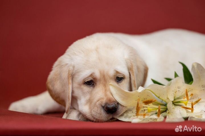 Щенки лабрадора