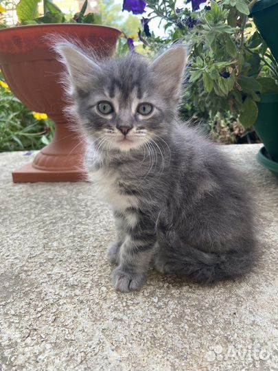 Котята бесплатно в добрые руки