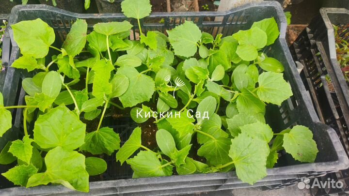 Рассада Огурцов