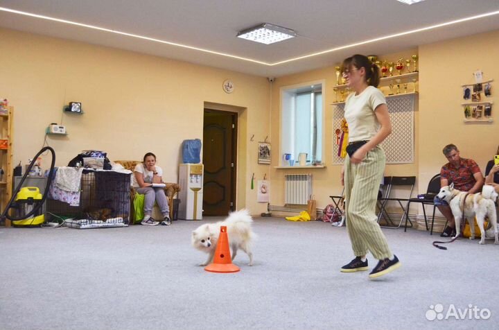 Курс дрессировки собак