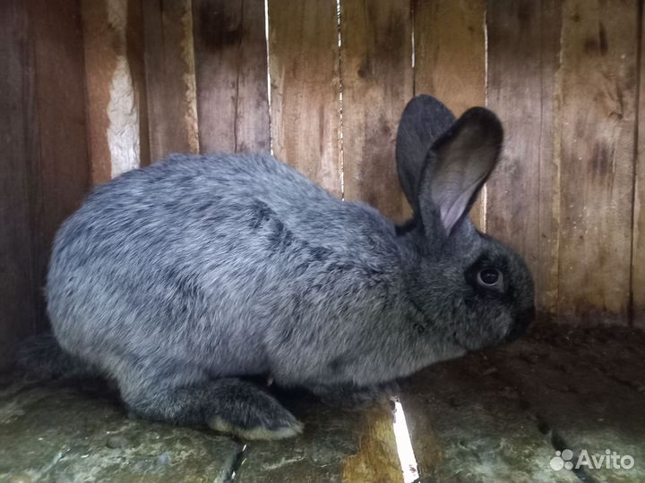 Кролики мясных пород Полтавское серебро