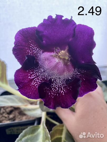 Глоксиния цветущая