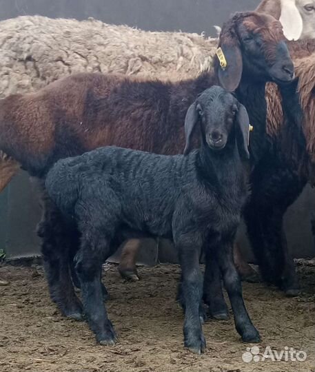 Овцы бараны ягнята