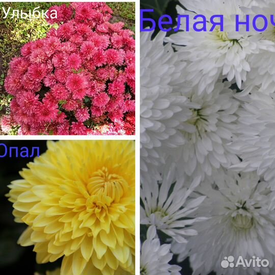 Хризантема корейская