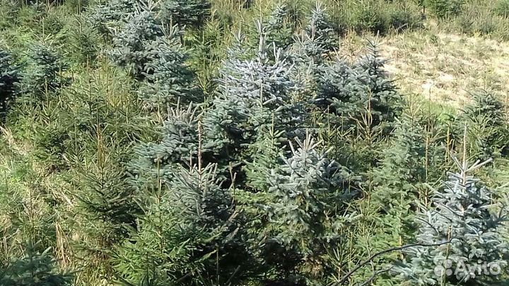 Саженцы деревьев,кустарников, опт