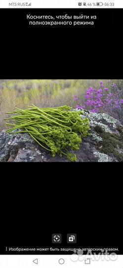 Папаротник