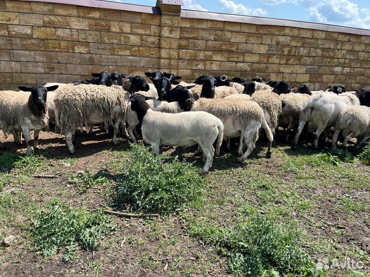 Баранчики породы Дорпер