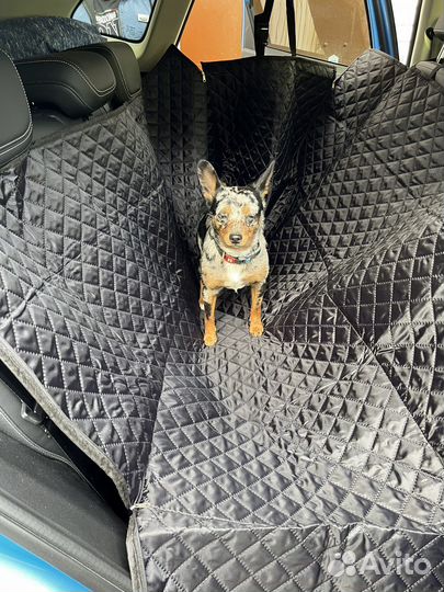 Такси для животных 