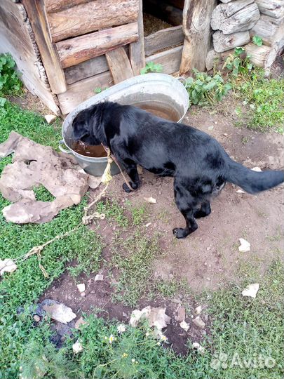 Отдам бесплатно собак в добрые руки