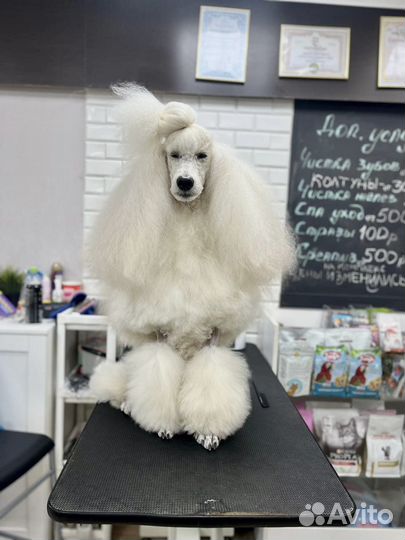 Кобель для вязки пудель королевский белый