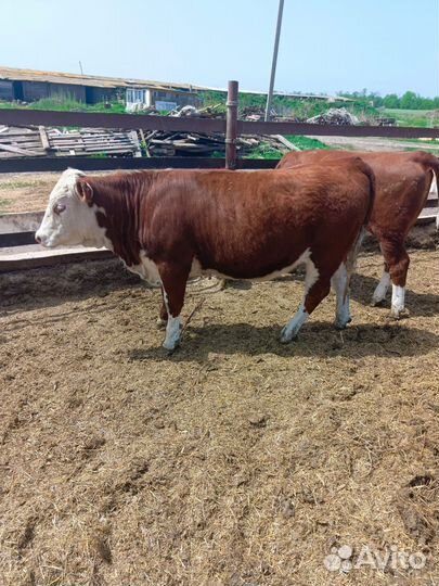 Тёлки мясом