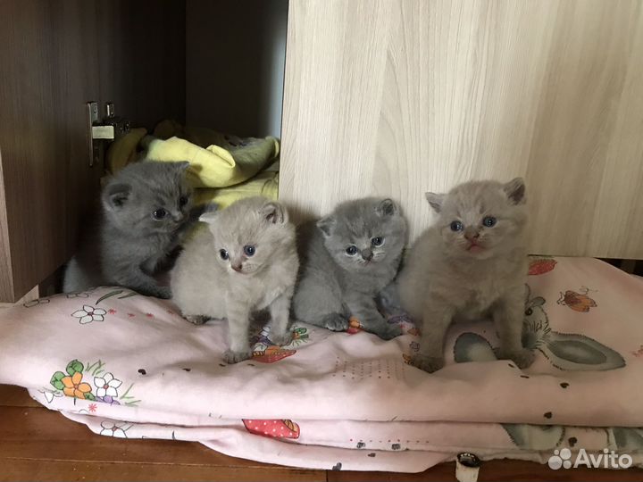 Британские котята