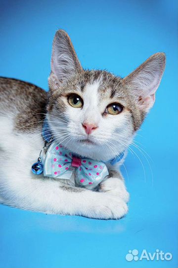 Котенок Марик Мурчалка Тарахтелкин