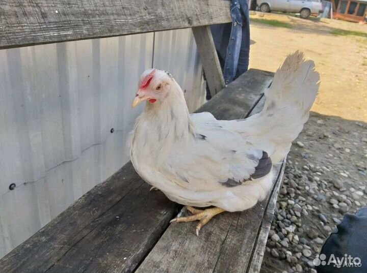 Взрослые куры Коралл, несутся