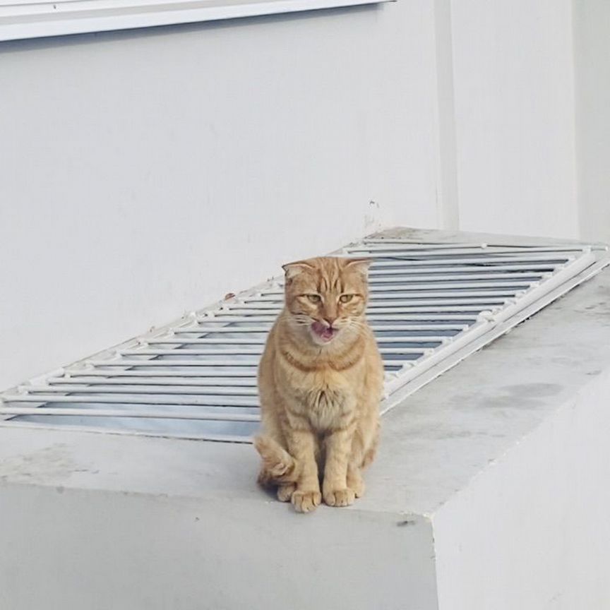 Рыжий вислоухий котенок замерзает на улице