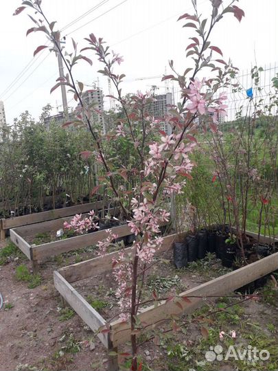 Яблоня декоративная Макамик красный