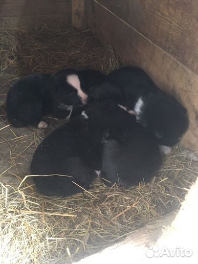 Щенки лайки рел