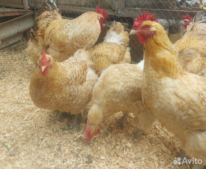 Инкубационное яйцо Нидерхайнер и Барковская