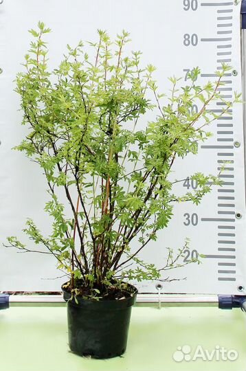 Лапчатка кустарниковая Gold Finger/С5 40-60 см