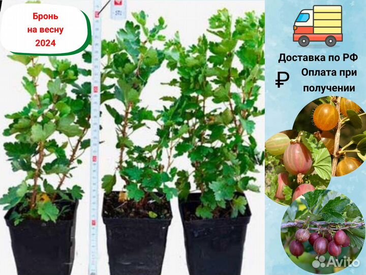 Саженцы крыжовника, крыжовник