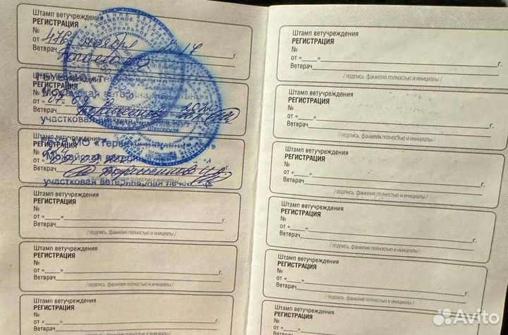 Собака немецкая овчарка в добрые руки