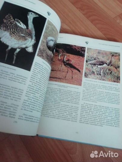 Мир животных