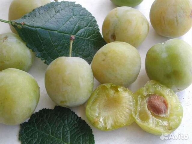 Саженцы сливы Белая медовая