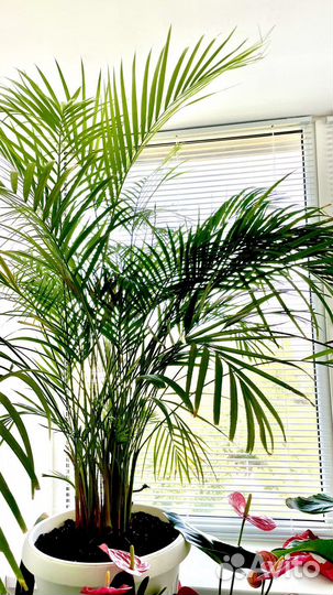 Пальма дипсис