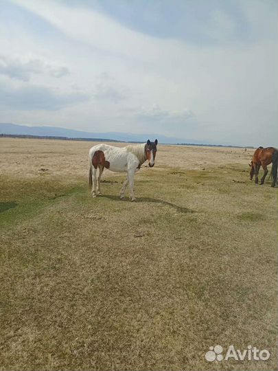 Кобыла 3 года