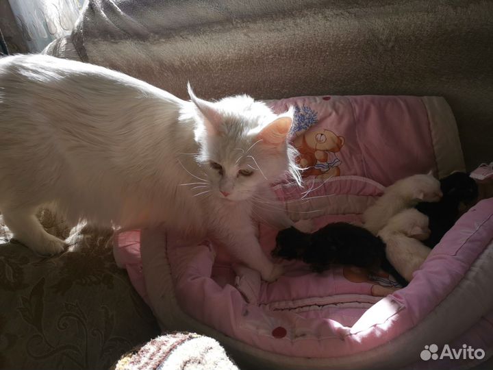 Котята мейн-кун