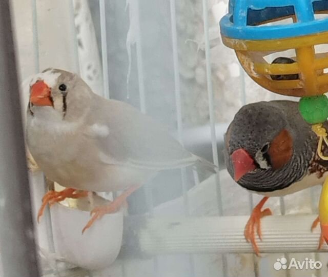 Пара зебровых амадин
