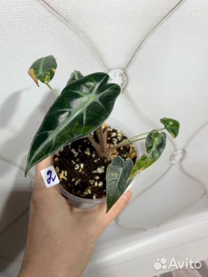 Бамбино вариегатная алоказия