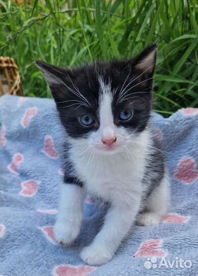 Малышка Куки ищет дом котенок в дар