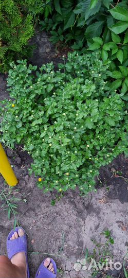 Хризантемы мультифлора