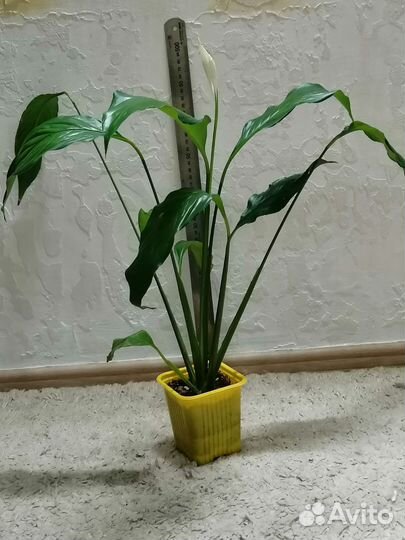 Спатифиллум