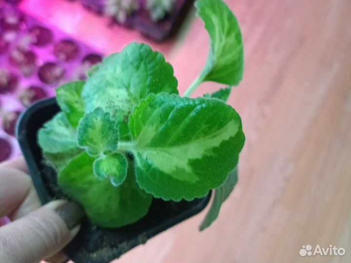 Плектрантус ампельный