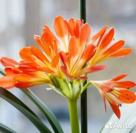 Кливия оранжевая