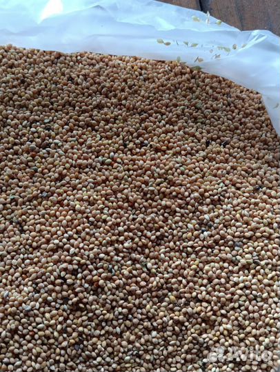 Просо желтое