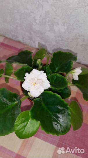 Продам фиалки