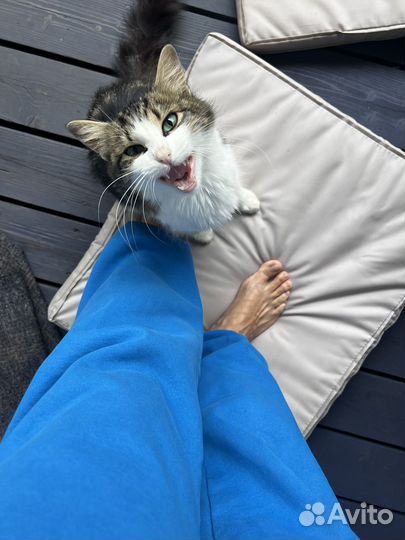 Кошка-мышеловка и котенок в добрые руки