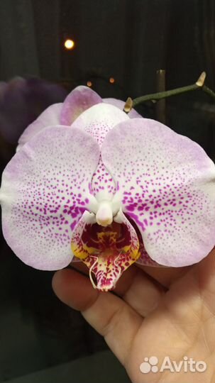 Орхидея фаленопсис Sogo Diamond (Сого Даймонд)
