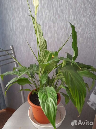 Спатифиллум. 