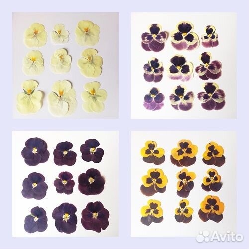 Сухоцветы анютины глазки.Для творчества