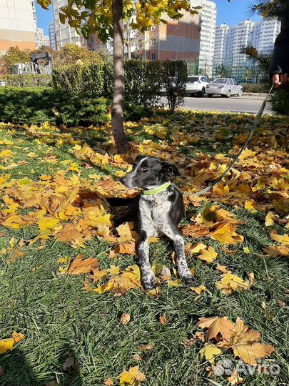 Лучший пес для квартиры