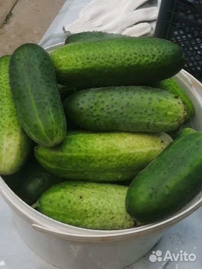 Огурцы домашние