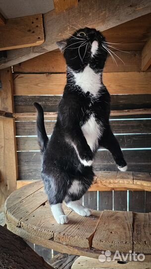 Ласкуша кошка